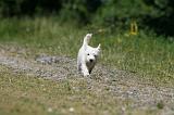 WESTIE 315